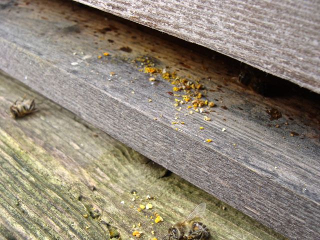Strenge Hygiene im Bienenstock: Pollen, der am Eingang für nicht gut genug befunden wird, muss draußen bleiben.