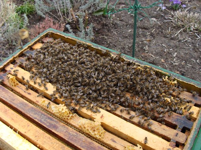 Man darf ein Bienenvolk nicht schröpfen, wenn es die Umweltbedingungen und die harten Winter überstehen soll. (Foto: Birte Vogel)